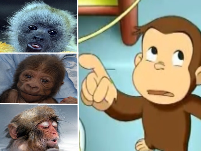 CHC  Curiosidades do macaco George